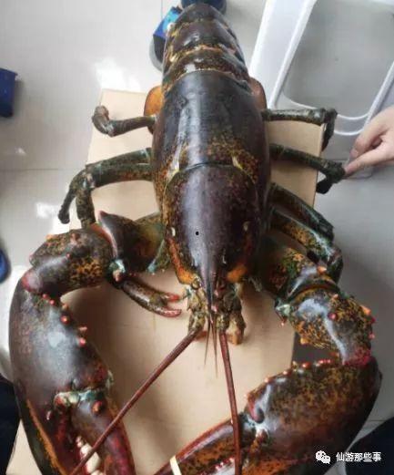 四毛龙虾爆料怎么做视频,揭秘视频制作背后的秘密 第1张 四毛龙虾爆料怎么做视频,揭秘视频制作背后的秘密 第1张