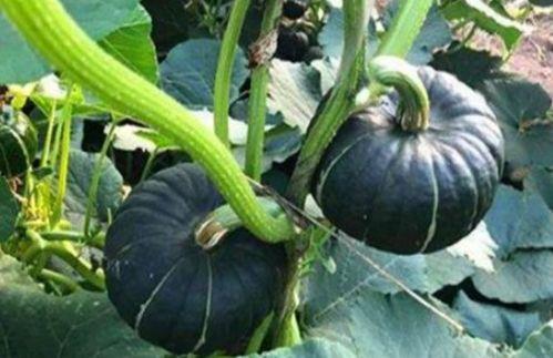 八卦吃瓜网红视频,揭秘娱乐圈幕后故事  第2张